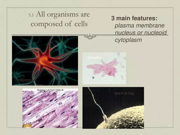 5 1 all organisms are composed of cells