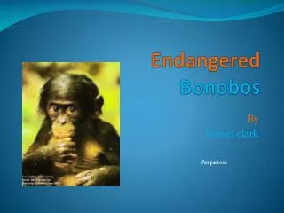 Endangered Bonobos