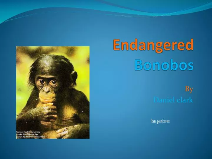 endangered bonobos