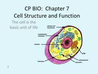 CP BIO : Chapter 7 Cell Structure and Function