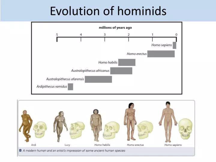 evolution of hominids