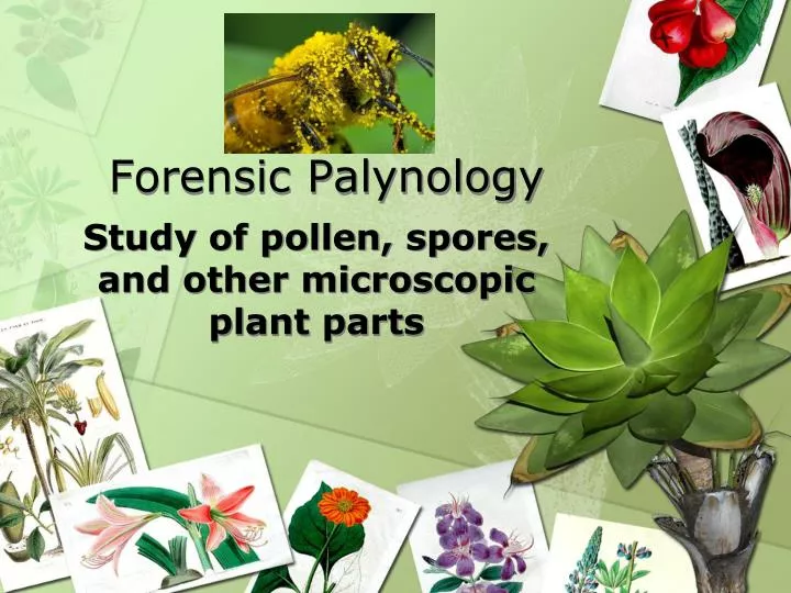 forensic palynology
