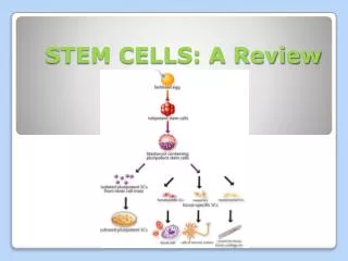 STEM CELLS: A Review
