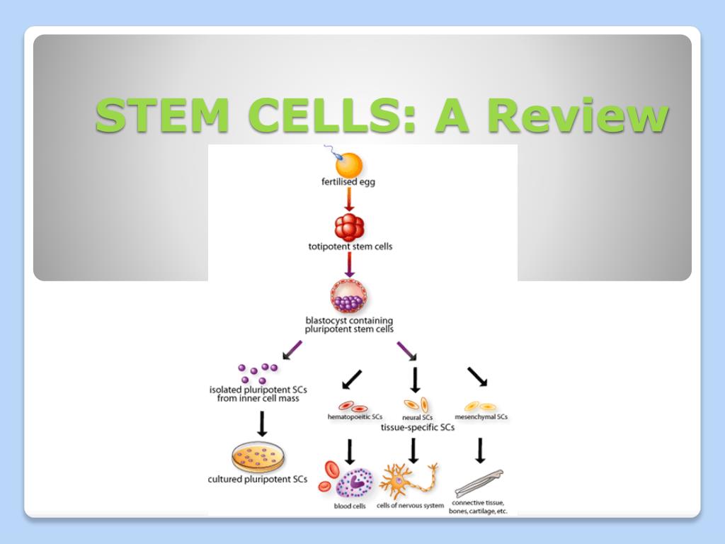 PPT - STEM CELLS: A Review PowerPoint Presentation, free download - ID ...