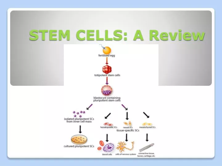 stem cells a review