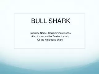 BULL SHARK