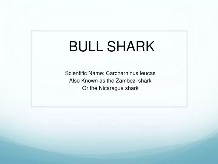 bull shark