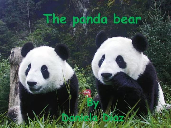 the panda bear