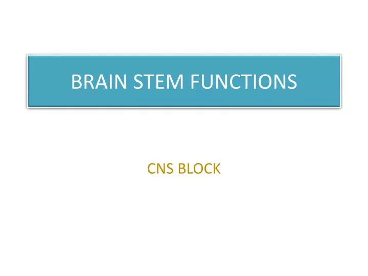 brain stem functions