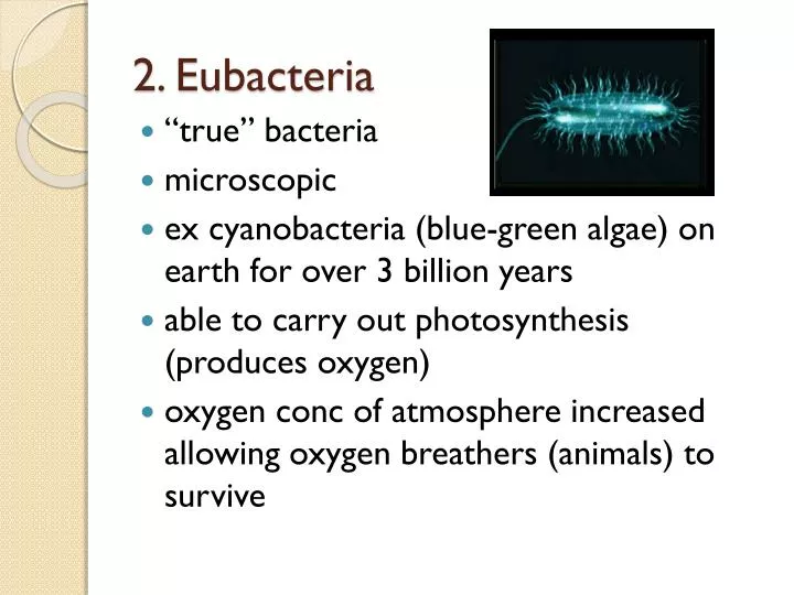 2 eubacteria