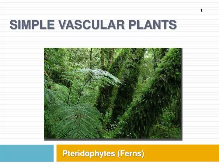 simple vascular plants