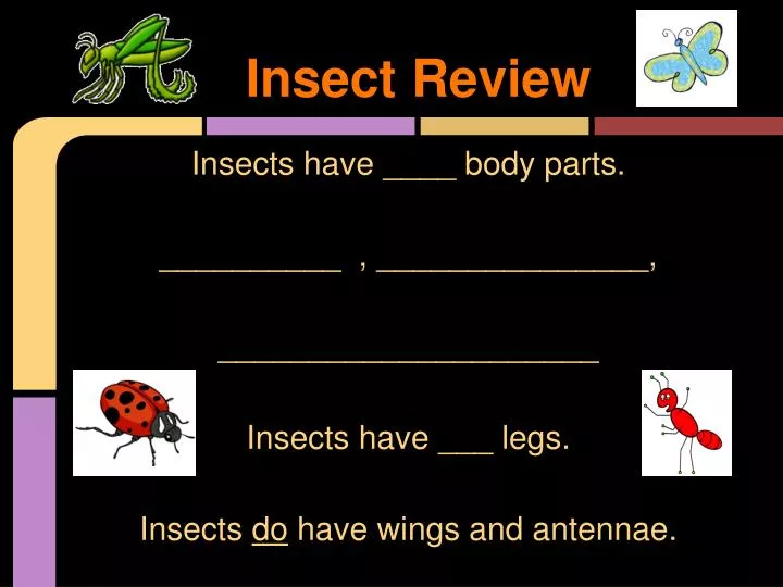 insect review