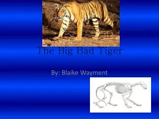 The Big Bad Tiger