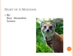 Diary of A Mongoos