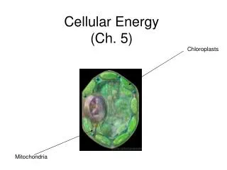 Cellular Energy (Ch. 5)