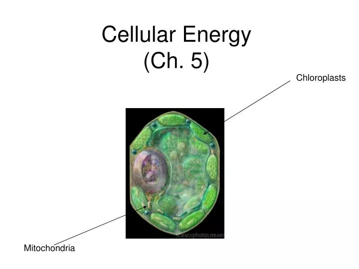 cellular energy ch 5