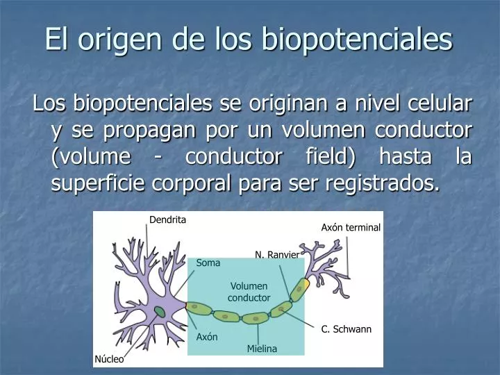 el origen de los biopotenciales