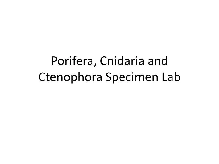 porifera cnidaria and ctenophora specimen lab