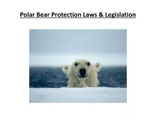 Polar Bear Protection Laws &amp; Legislation