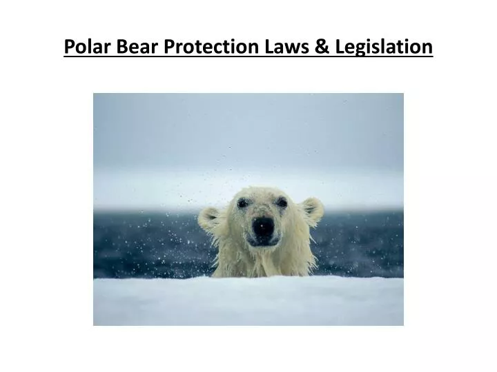 polar bear protection laws legislation