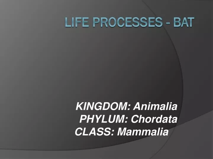 kingdom animalia phylum chordata class mammalia