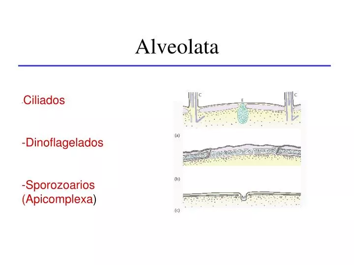 alveolata