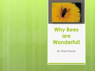 Why Bees are Wonderful!