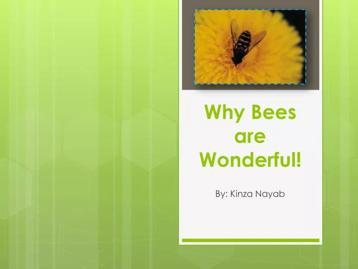 why bees are wonderful
