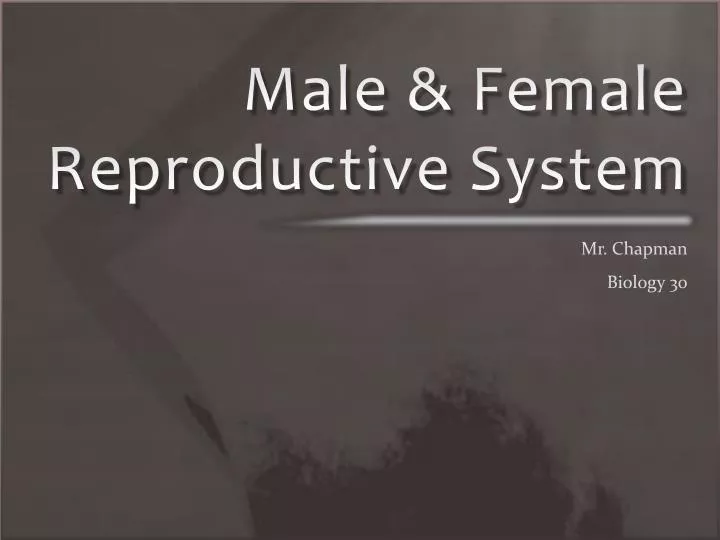 male female reproductive system