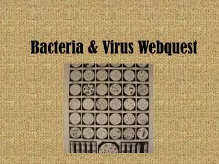 Bacteria &amp; Virus Webquest