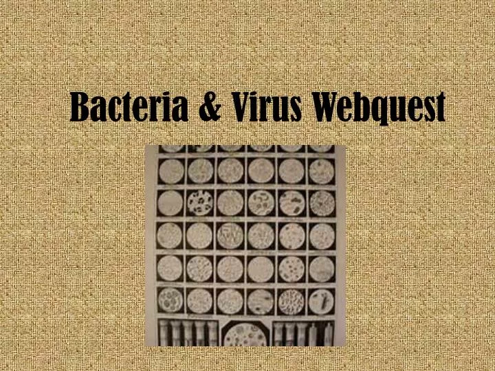 bacteria virus webquest