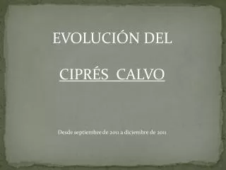 EVOLUCIÓN DEL CIPRÉS CALVO Desde septiembre de 2011 a diciembre de 2011