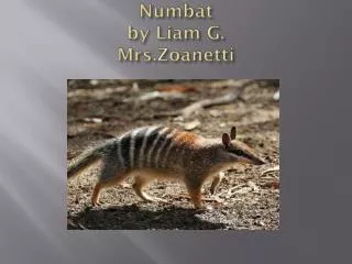Numbat by Liam G. Mrs.Zoanetti