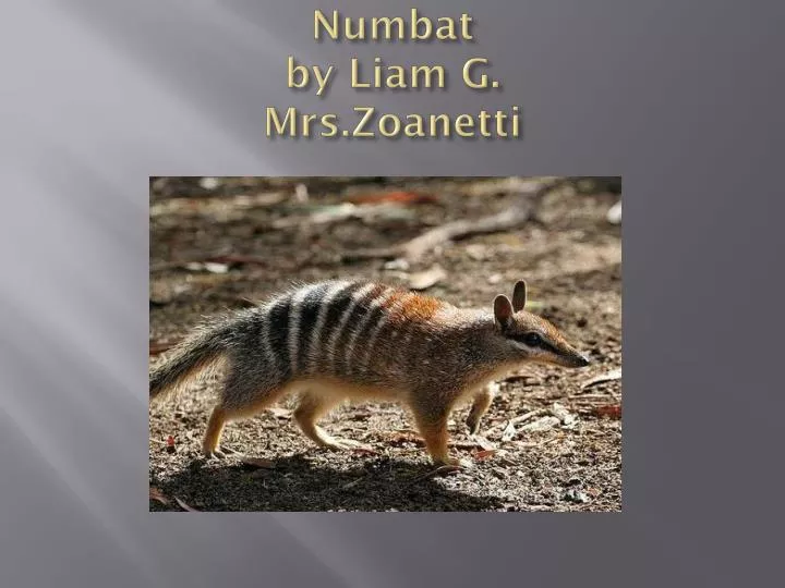 numbat by liam g mrs zoanetti