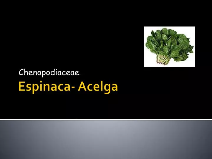 chenopodiaceae