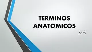 terminos anatomicos