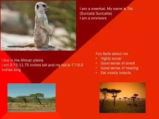 I am a meerkat. My name is Tiki (Suricata Suricatta) I am a omnivore