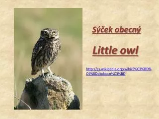 Little Owl