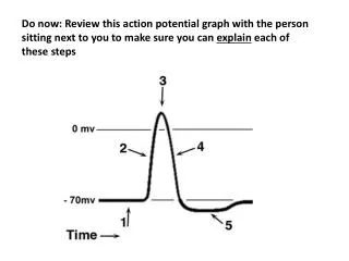 How fast does the Action Potential need to be?