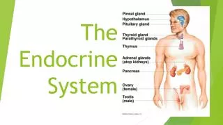 The Endocrine System