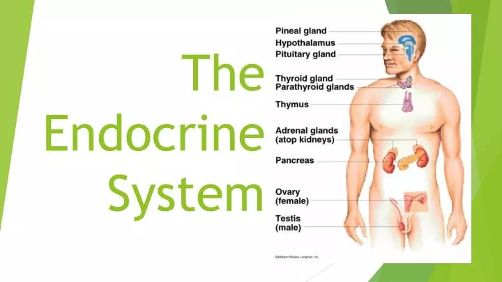 the endocrine system