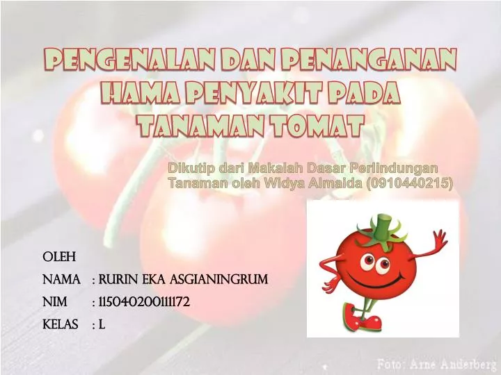 pengenalan dan penanganan hama penyakit pada tanaman tomat