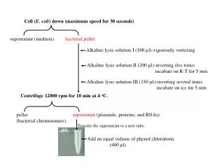 Cell ( E. coli ) down (maximum speed for 30 seconds)