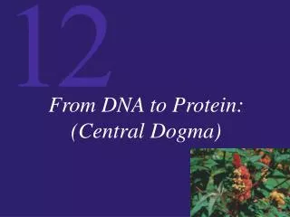 From DNA to Protein: (Central Dogma)