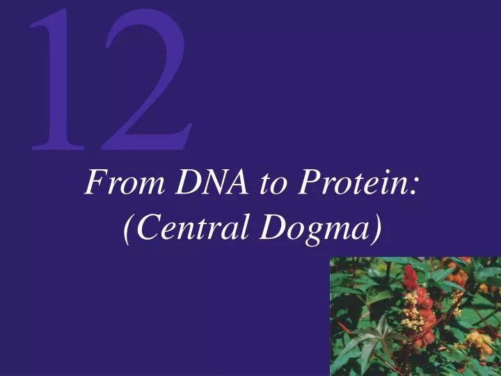 from dna to protein central dogma