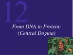 From DNA to Protein: (Central Dogma) - slide 1