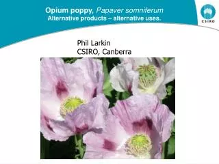Opium poppy, Papaver somniferum Alternative products – alternative uses.