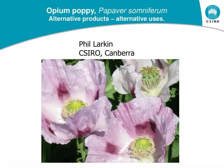 opium poppy papaver somniferum alternative products alternative uses