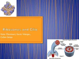 Ribosomes and Cilia