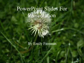PowerPoint Slides For Presentation
